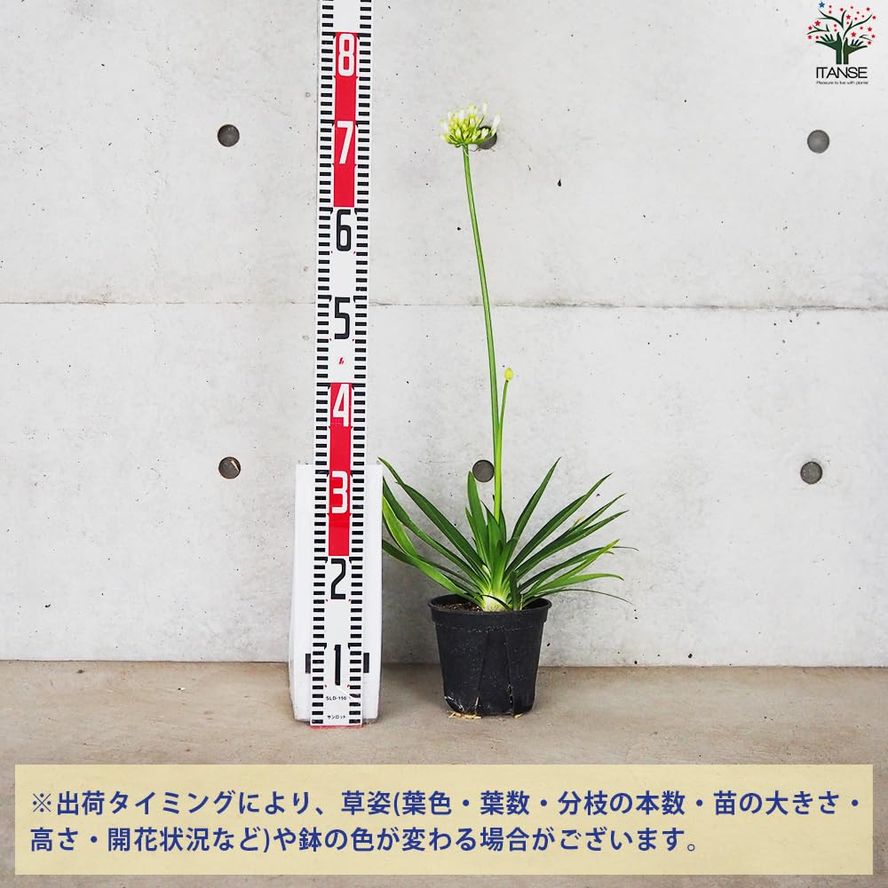 Amazon.co.jp: アガパンサス エニグマ 5号鉢 1個売り【品種で
